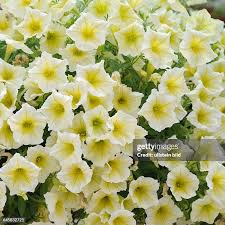 Image result for Petunie