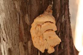 Attēlu rezultāti vaicājumam “Antrodia malicola”