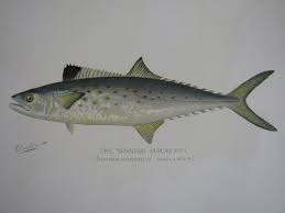 Image result for Scomberomorus maculatus