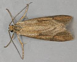 Attēlu rezultāti vaicājumam “Diurnea lipsiella”