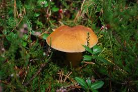Attēlu rezultāti vaicājumam “Suillus variegatus”