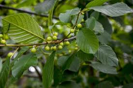Attēlu rezultāti vaicājumam “Frangula alnus leaf”