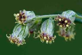 Attēlu rezultāti vaicājumam “Artemisia vulgaris flower”