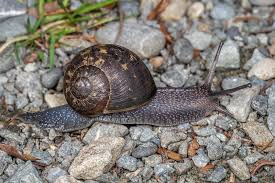 Attēlu rezultāti vaicājumam “Helicidae”