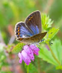 Attēlu rezultāti vaicājumam “Polyommatus icarus female”
