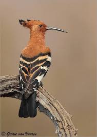 Image result for hoepoe