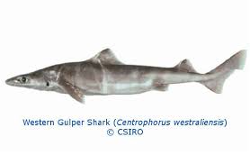 Image result for Nasolamia velox