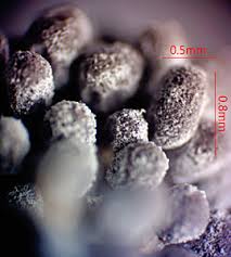 Attēlu rezultāti vaicājumam “Oligonema persimile sessile”