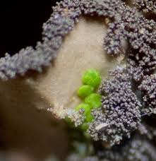 Attēlu rezultāti vaicājumam “Cephalozia connivens macro”