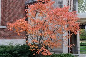 Attēlu rezultāti vaicājumam “Amelanchier canadensis”