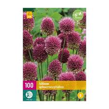 Image result for Zierlauch