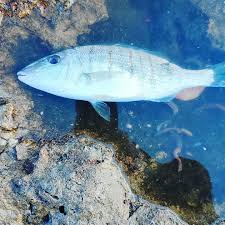 Image result for Lithognathus mormyrus