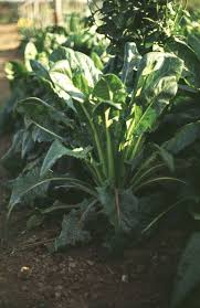 Image result for Zichorie