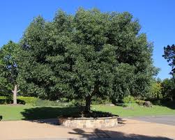 Attēlu rezultāti vaicājumam “Fraxinus pennsylvanica”