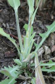 Attēlu rezultāti vaicājumam “Arabis glabra leaf”