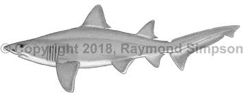 Image result for Odontaspis ferox