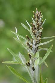 Attēlu rezultāti vaicājumam “Gnaphalium sylvaticum flower”
