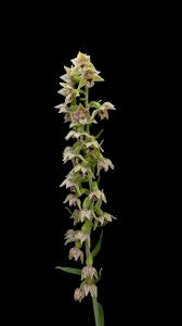 Attēlu rezultāti vaicājumam “Epipactis helleborine fruit”