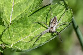 Attēlu rezultāti vaicājumam “Pisaura mirabilis male”