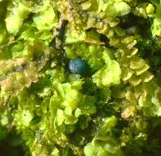 Attēlu rezultāti vaicājumam “Mniaecia jungermanniae”