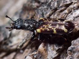 Attēlu rezultāti vaicājumam “Trogossitidae”