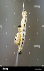 Attēlu rezultāti vaicājumam “Yponomeuta evonymella imago”