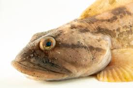 Image result for Zoarces americanus