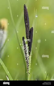 Attēlu rezultāti vaicājumam “Carex acutiformis”