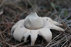 Attēlu rezultāti vaicājumam “Geastrum fimbriatum”