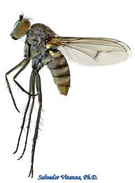 Attēlu rezultāti vaicājumam “Dolichopodidae”