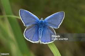 Attēlu rezultāti vaicājumam “Plebejus argyrognomon”