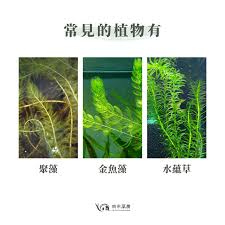 「水蘊草」的圖片搜尋結果