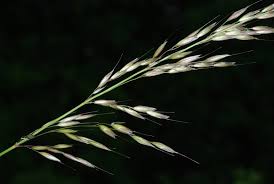 Attēlu rezultāti vaicājumam “Arrhenatherum elatius”