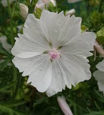 Image result for Malva moschata alba