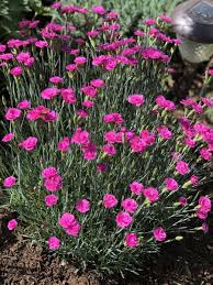 Image result for Dianthus gratianopolitanus