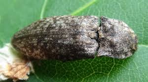 Attēlu rezultāti vaicājumam “Agrypnus murinus”