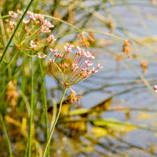 Attēlu rezultāti vaicājumam “Butomus umbellatus fruit”