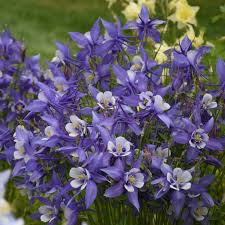 Image result for Aquilegia caerulea