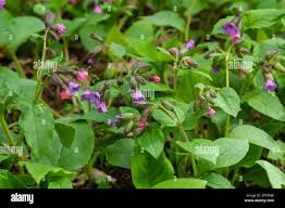 Attēlu rezultāti vaicājumam “Pulmonaria officinalis”