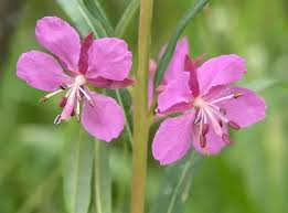 Attēlu rezultāti vaicājumam “Epilobium parviflorum”
