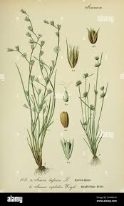 Attēlu rezultāti vaicājumam “Juncus bufonius bud”