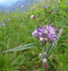 Attēlu rezultāti vaicājumam “Saussurea esthonica flower”