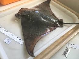 Image result for Aetomylaeus bovinus