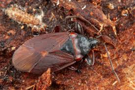 Attēlu rezultāti vaicājumam “Gastrodes grossipes”