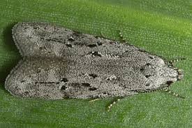 Attēlu rezultāti vaicājumam “Carpatolechia proximella”