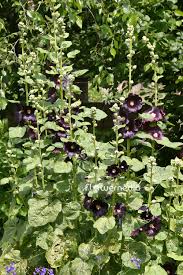 Image result for Alcea rosea nigra