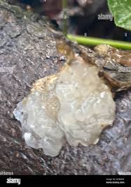 Attēlu rezultāti vaicājumam “Myxarium nucleatum”