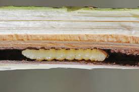 Attēlu rezultāti vaicājumam “Oberea oculata”