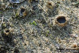 Attēlu rezultāti vaicājumam “Geopora arenicola”