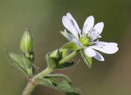 Attēlu rezultāti vaicājumam “Myosoton aquaticum”